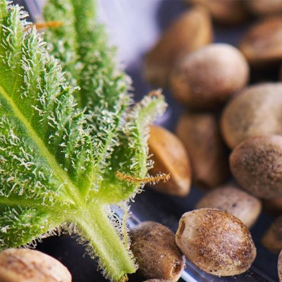 Close up shot of cannabis seeds and a green leaf