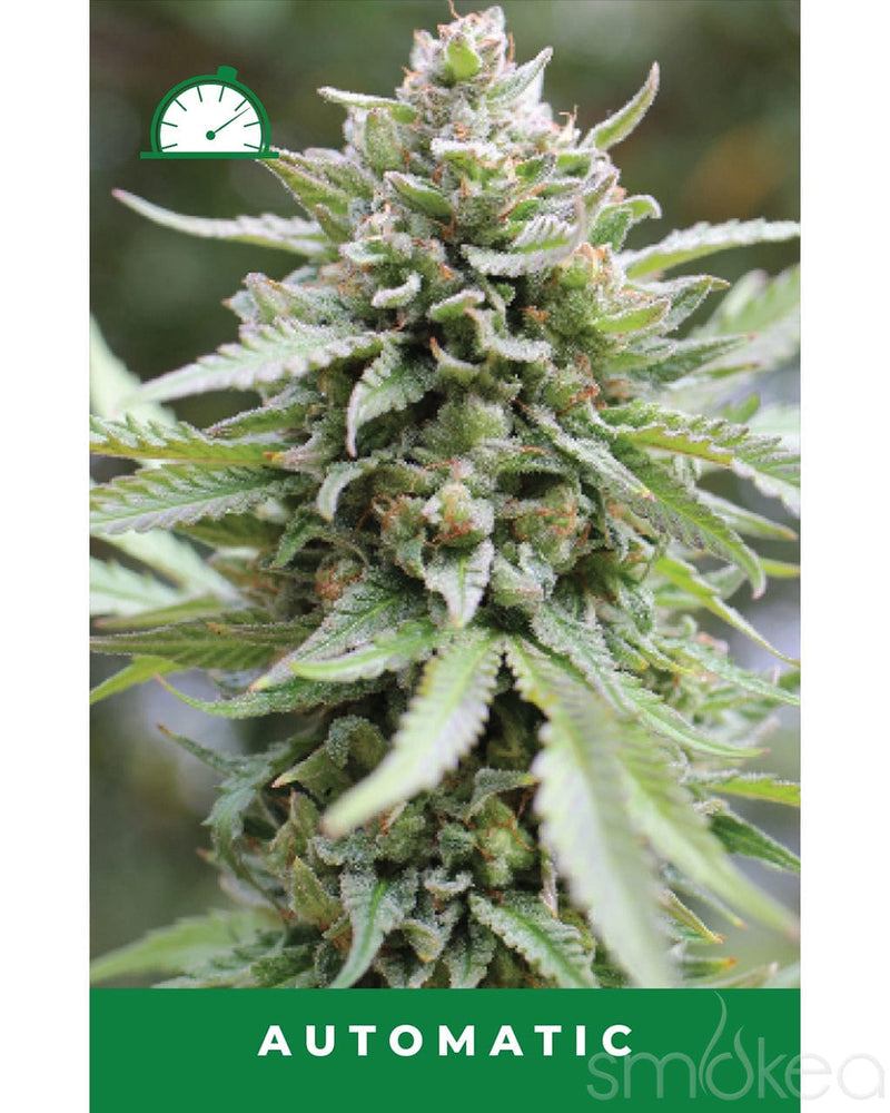 lemongrass plant seeds Humboldt Seed Co. Autoflower Cannabis Seeds