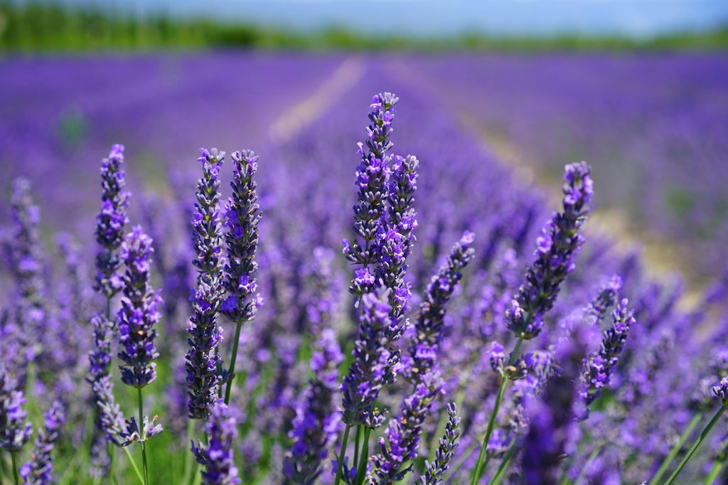  a close-up shot of a field of lavender plants – SMOKEA 