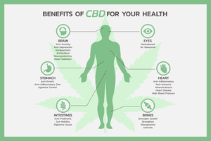 Health Benefits of CBD: Exploring the Therapeutic Uses and Effects