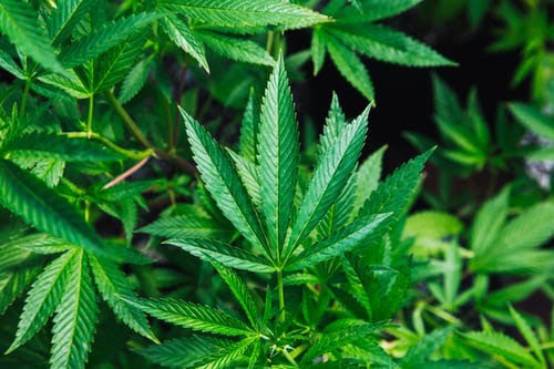  Image of hemp plant leaves 
