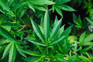Tips for the Best 420 Holiday Ever