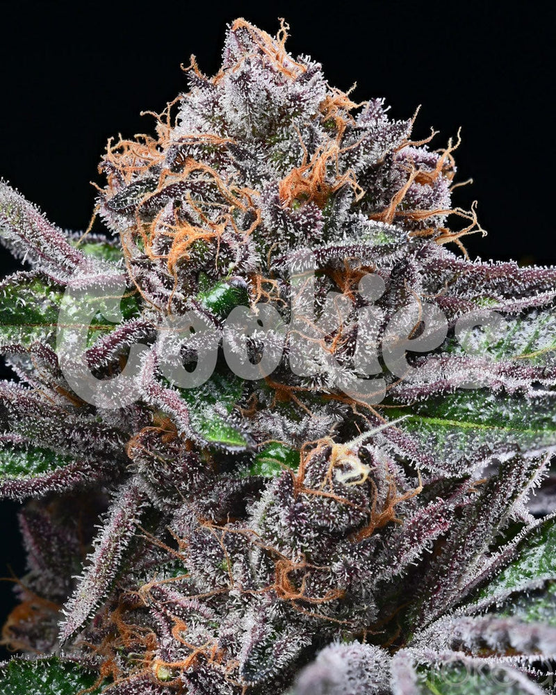 Cookies Cannabis Seeds - Candy Candy