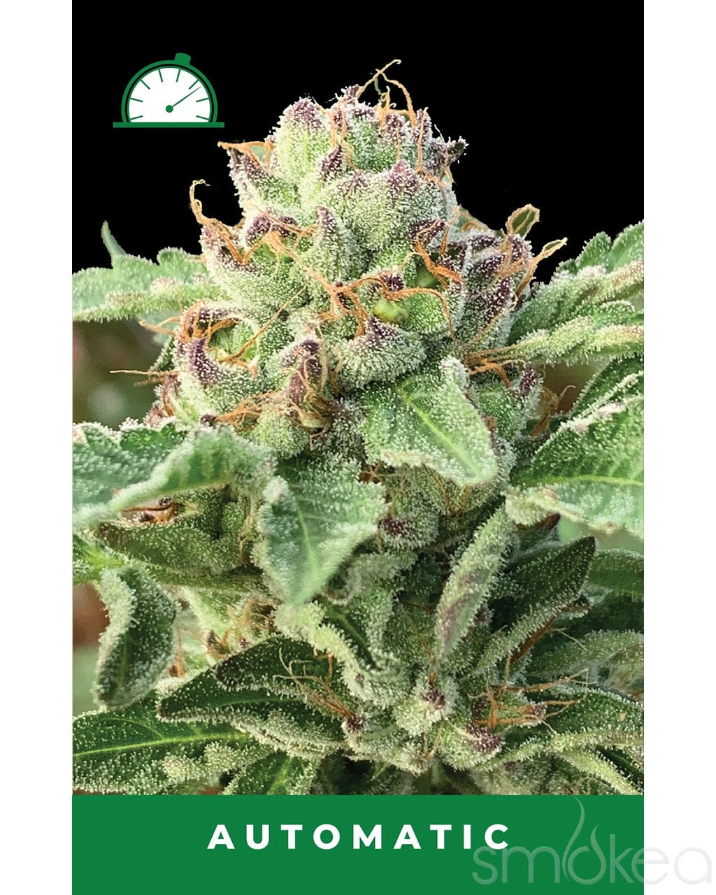 thca flower seeds Humboldt Seed Co. Autoflower Cannabis Seeds