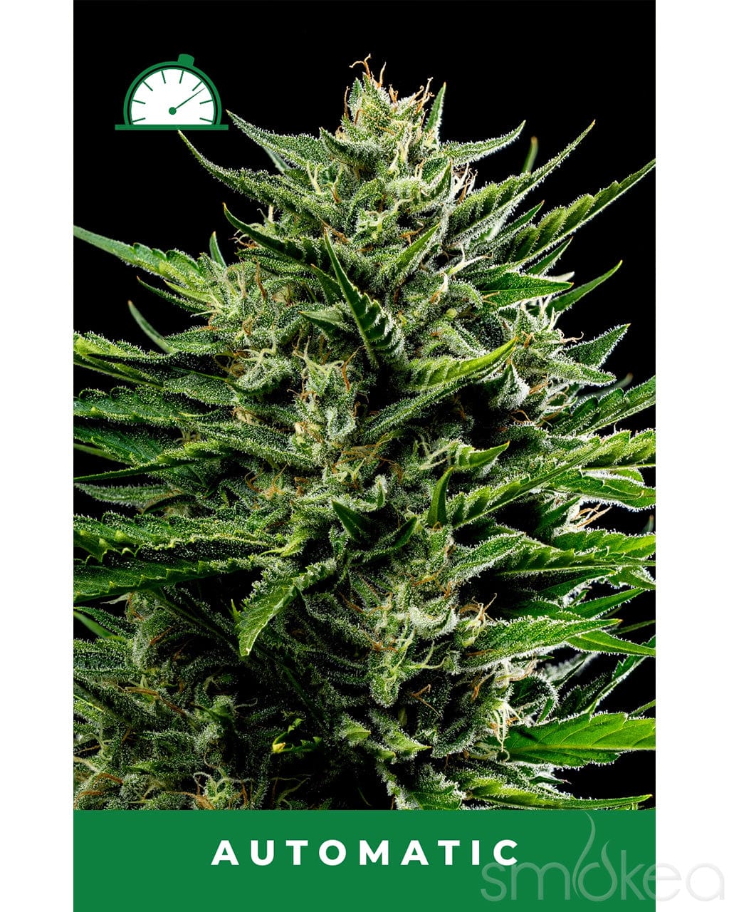auto flower pot seeds Humboldt Seed Co. Autoflower Cannabis Seeds