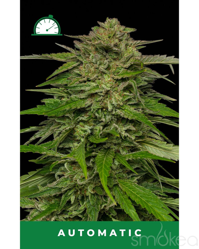 Humboldt Seed Co. Autoflower Cannabis Seeds - Mango Sherbert