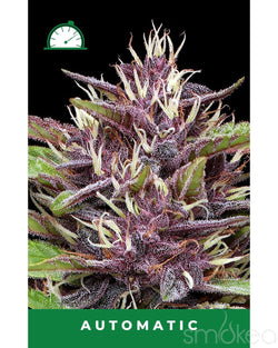 Humboldt Seed Co. Autoflower Cannabis Seeds - P.P.D.