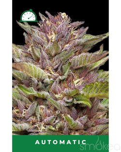 Humboldt Seed Co. Autoflower Cannabis Seeds - Pineapple Muffin