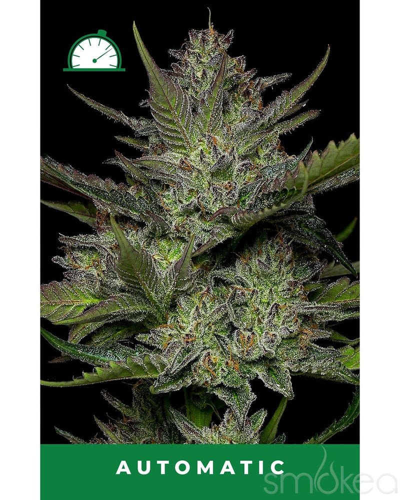 Humboldt Seed Co. Autoflower Cannabis Seeds - Sour Apple
